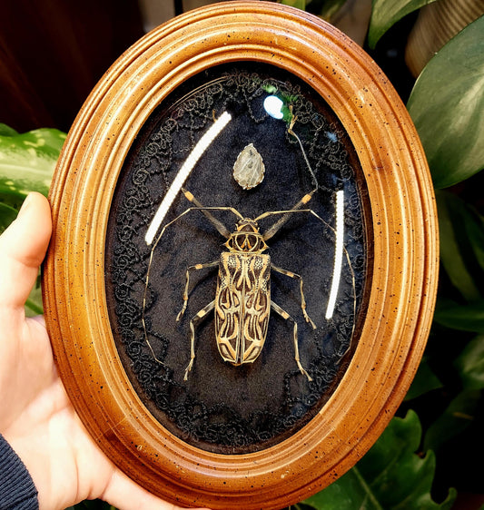 Vintage Frame with Harlequin Beetle. Lace, and Jewel Adornment