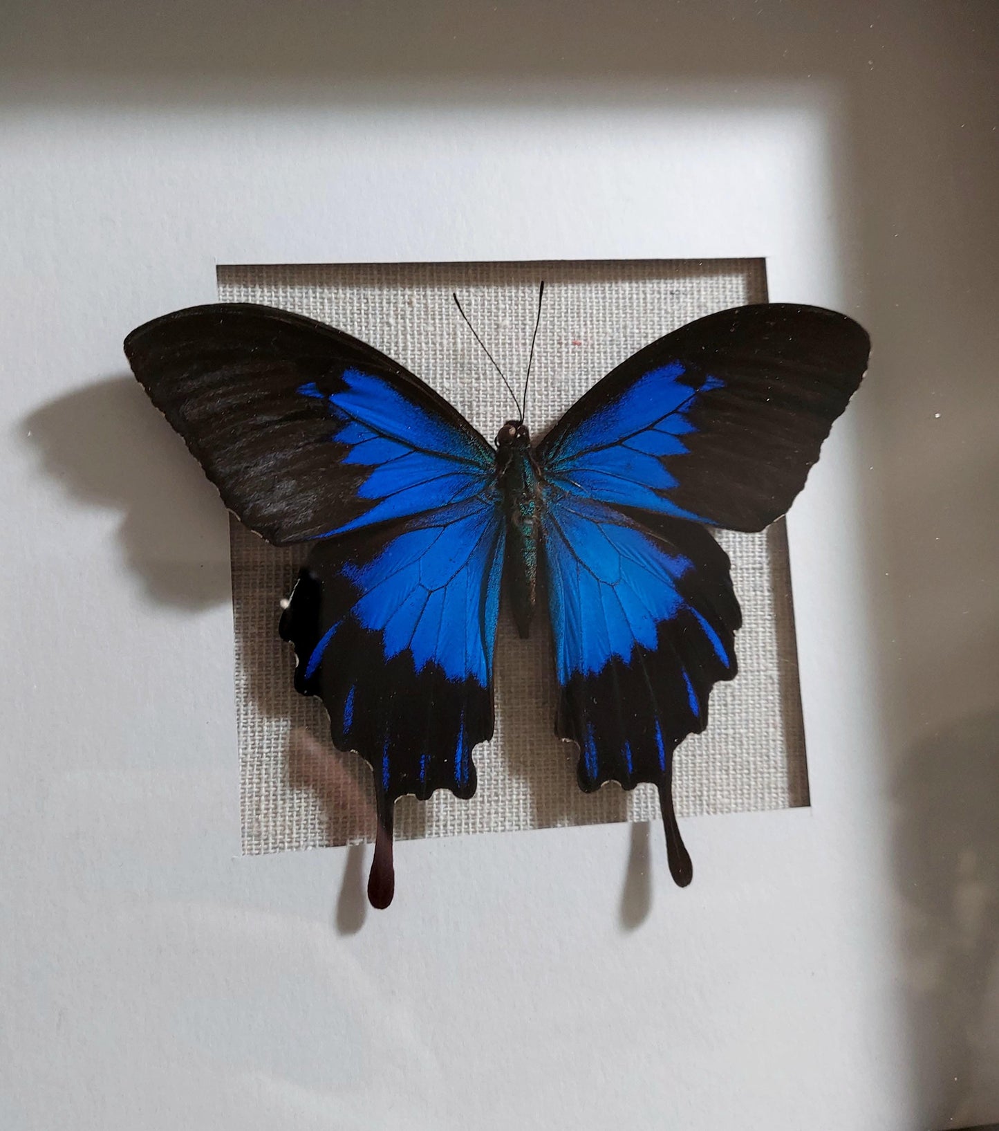 8"x8" Blue Swallowtail Shadowbox with Glass