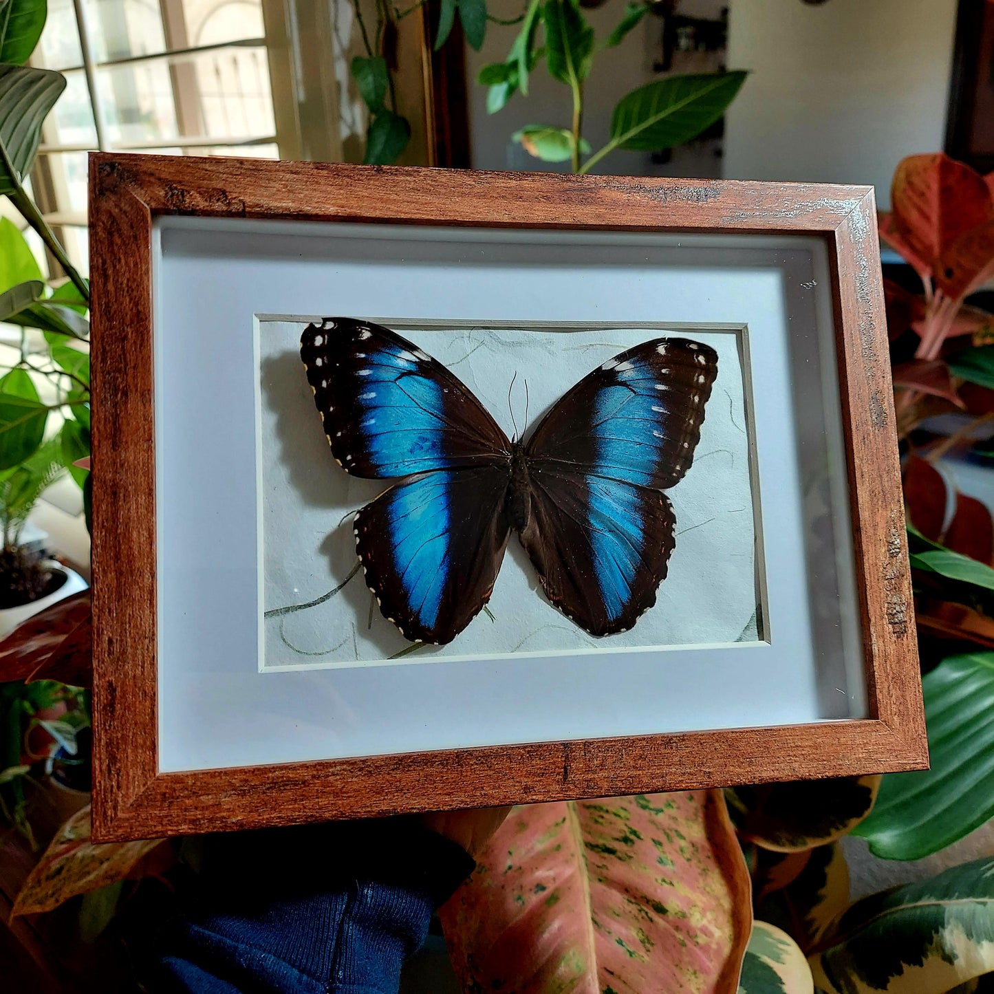 8"x6" Framed Morpho achilles Butterfly in Wood and Glass Shadowbox