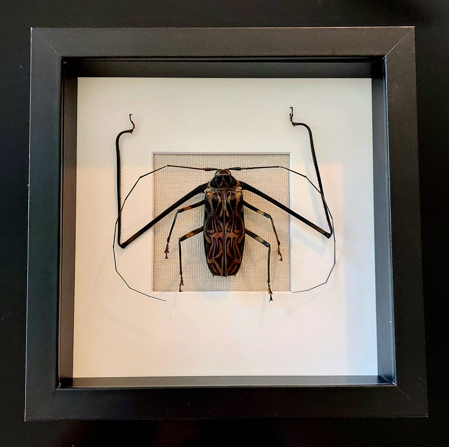 8"x8" Framed Harlequin Beetle with Glass