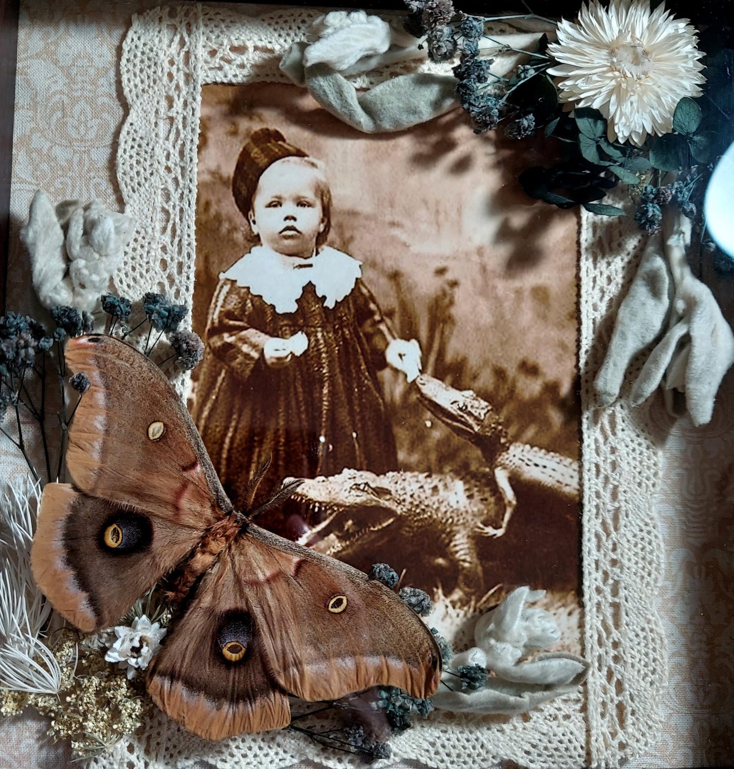 8"x8" Shadowbox with Real Moths and Circus Photo