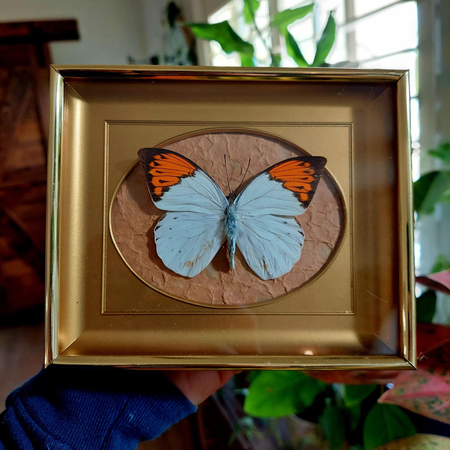 Retro Shadowbox Frame with Orange Tip Butterfly