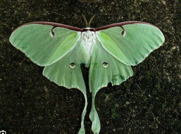 Custom Vintage Frame for Hannah