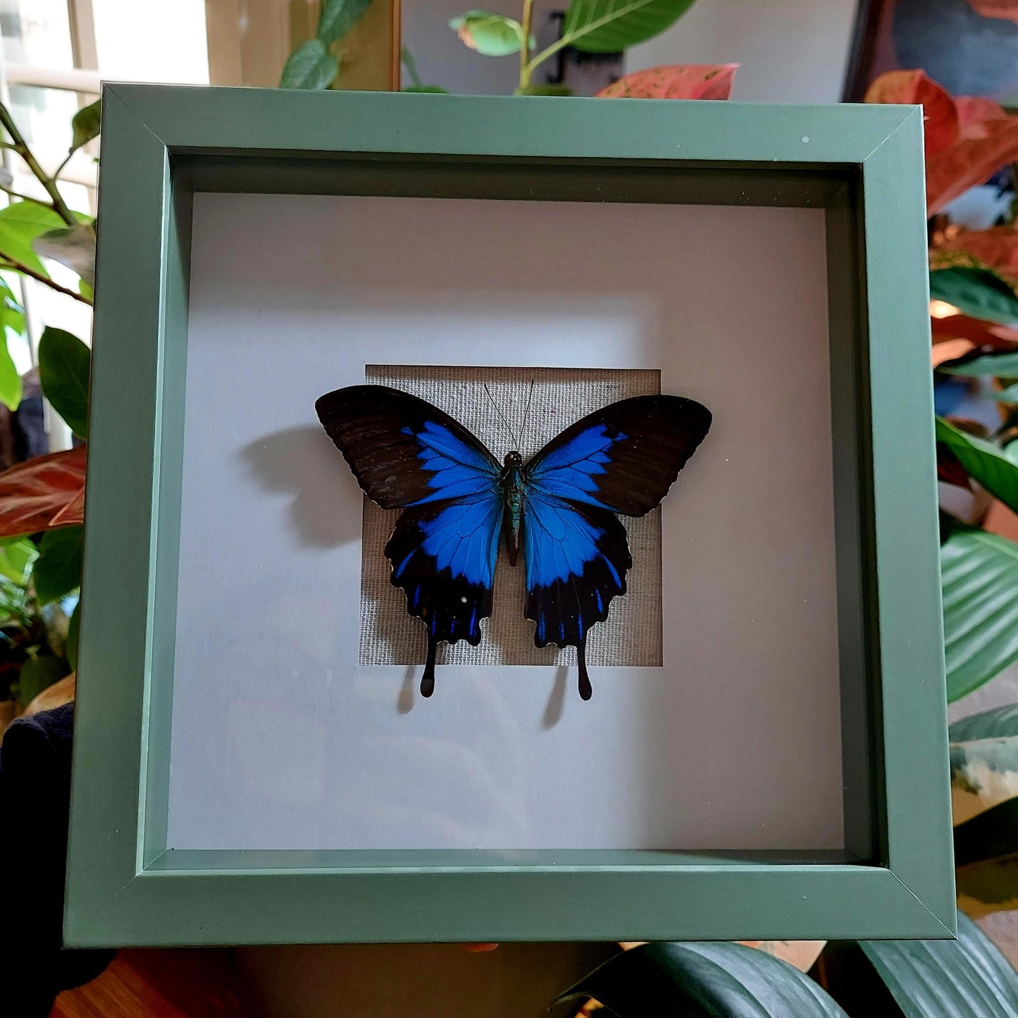8"x8" Blue Swallowtail Shadowbox with Glass