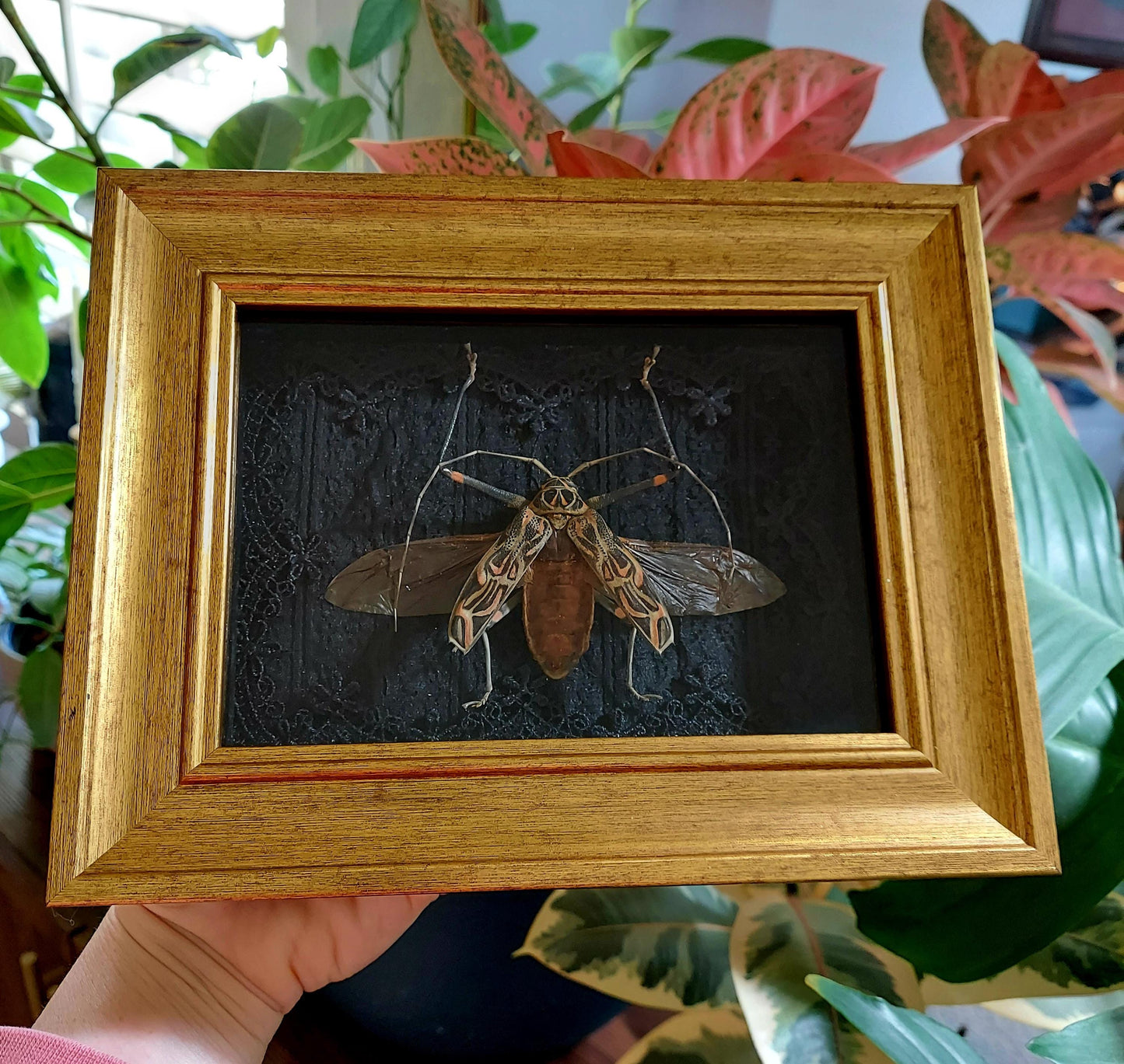 Vintage Inspired Shadowbox Frame with Harlequin Beetle