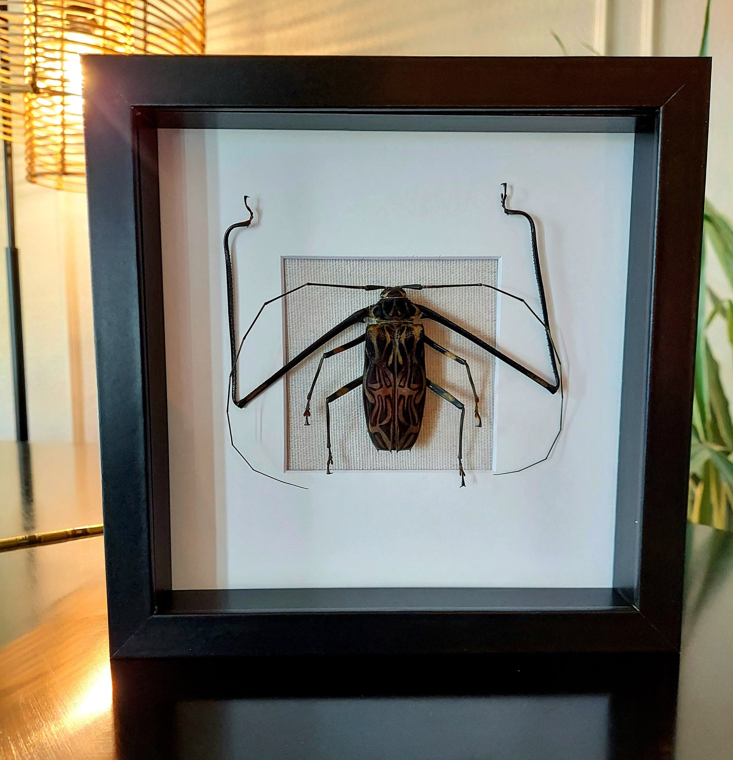 8"x8" Framed Harlequin Beetle with Glass