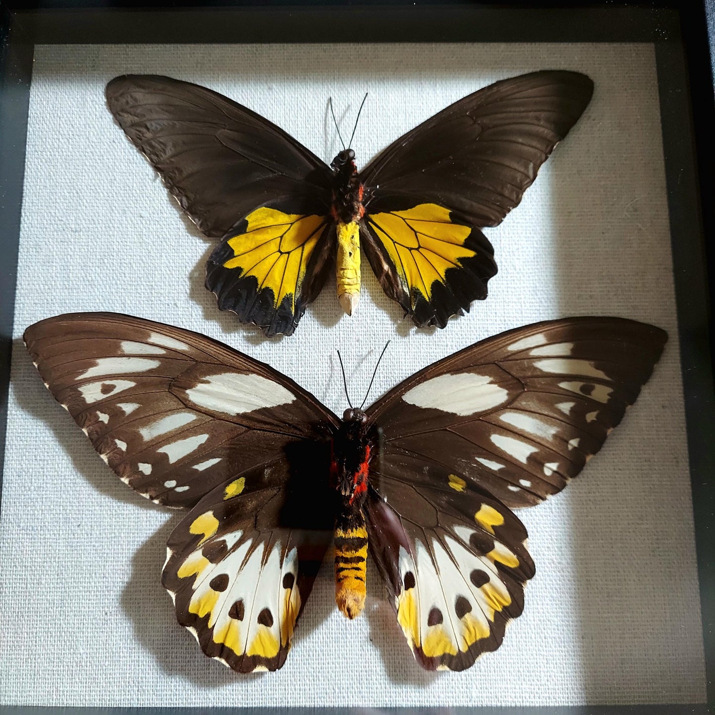 8"x8" Framed Bird Wing Butterflies in Wood and Glass Shadowbox Frame