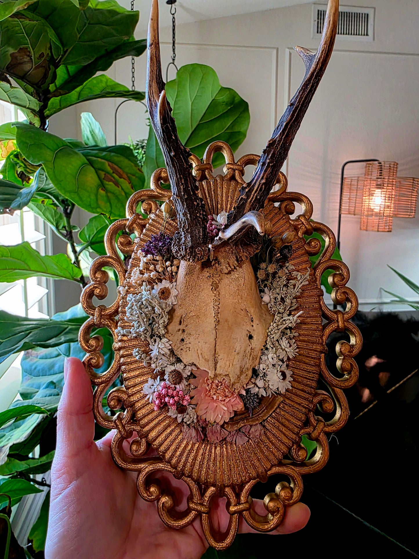 Real Roe Deer Antlers on Vintage Frame