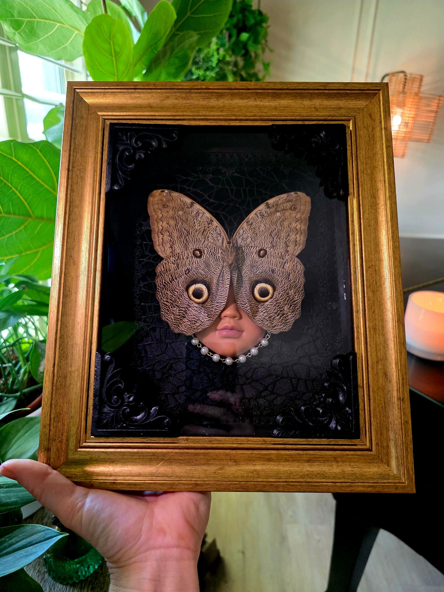 Caligo Butterfly with Doll Face Shadowbox