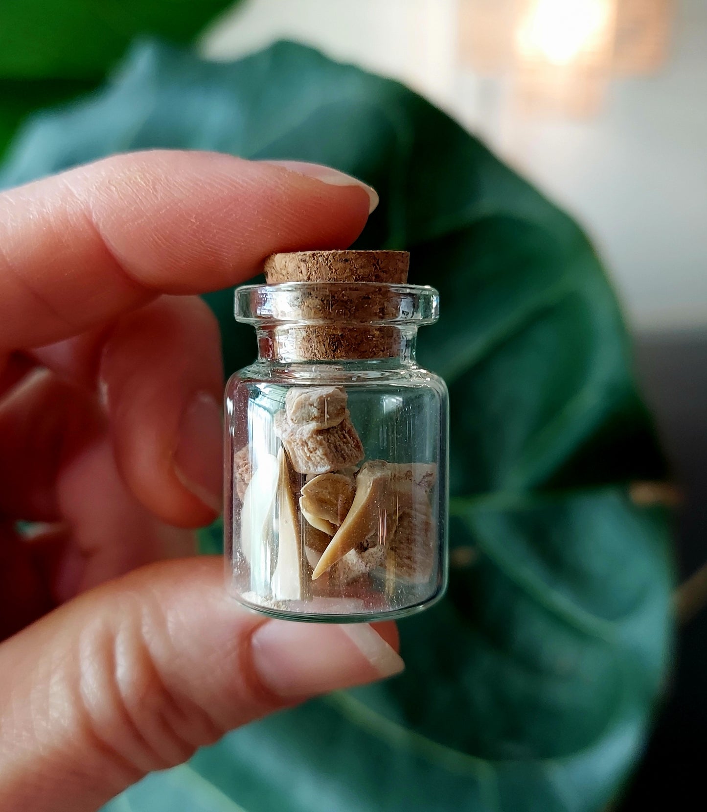 Real Fossilized Shark and Fish Teeth in Mini Curio Vial