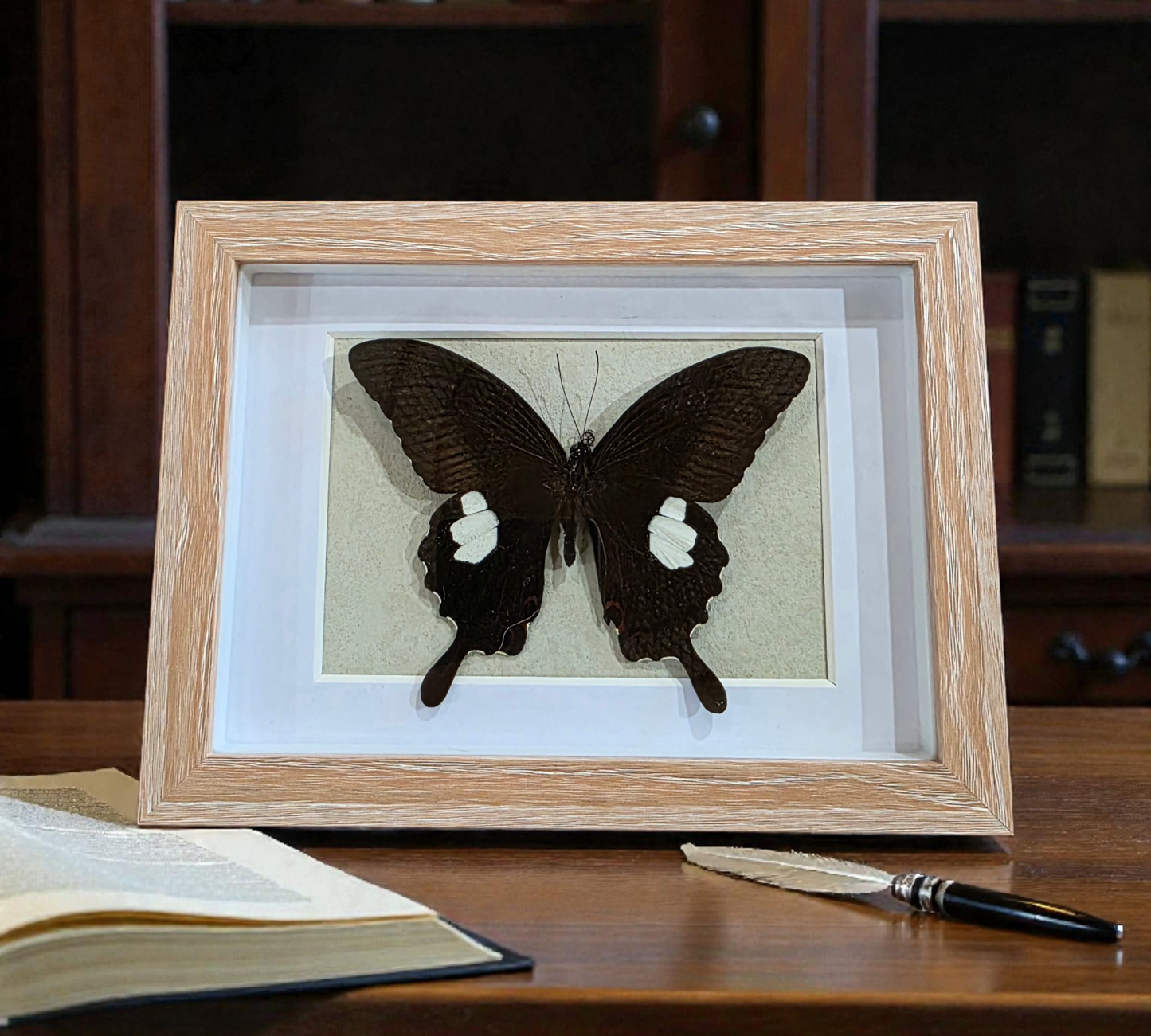 Shadow box with Swallowtail Butterfly (B)