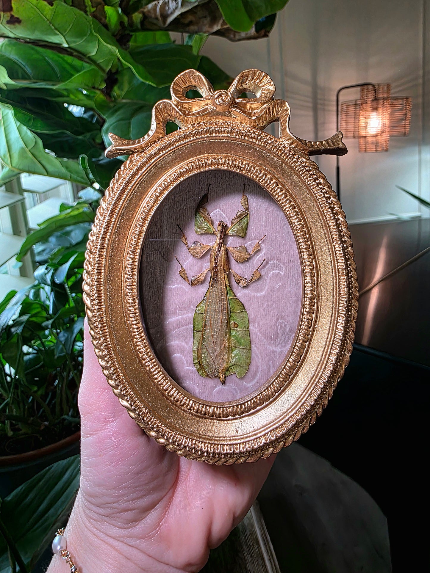 Real Leaf Insect in Gold Bow Frame