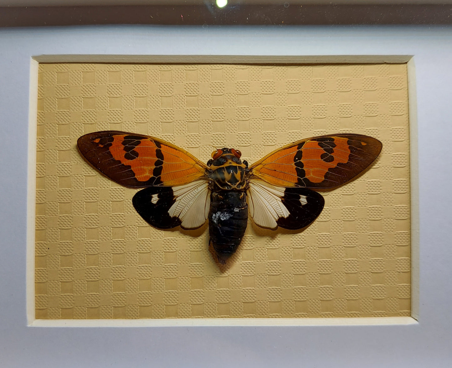 Shadow box with Real Cicada