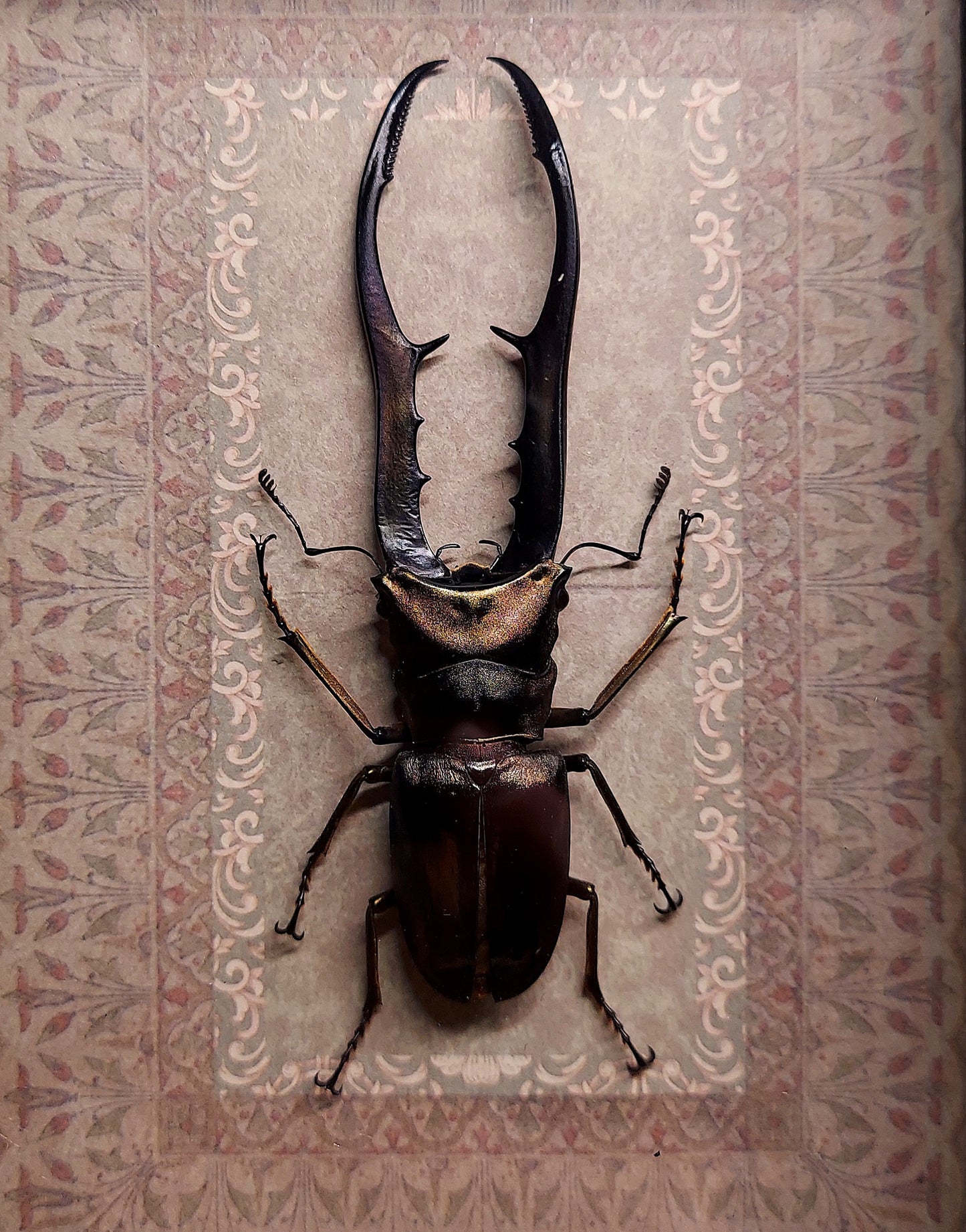 Vintage Inspired Shadowbox Frame With Cyclommatus Beetle