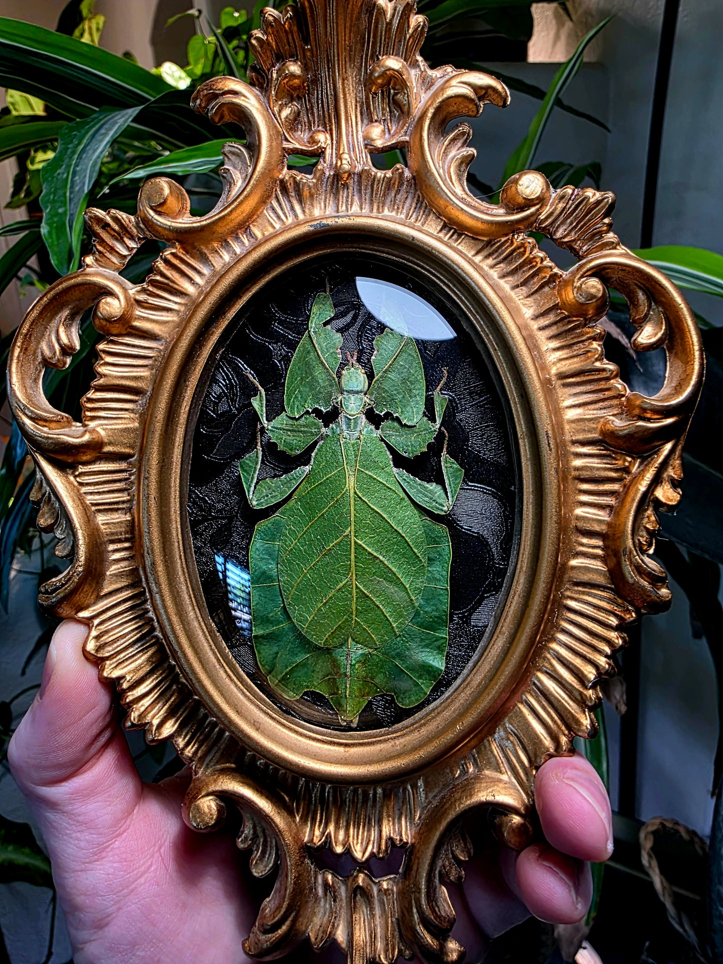 Leaf Bug in Ornate Vintage Frame