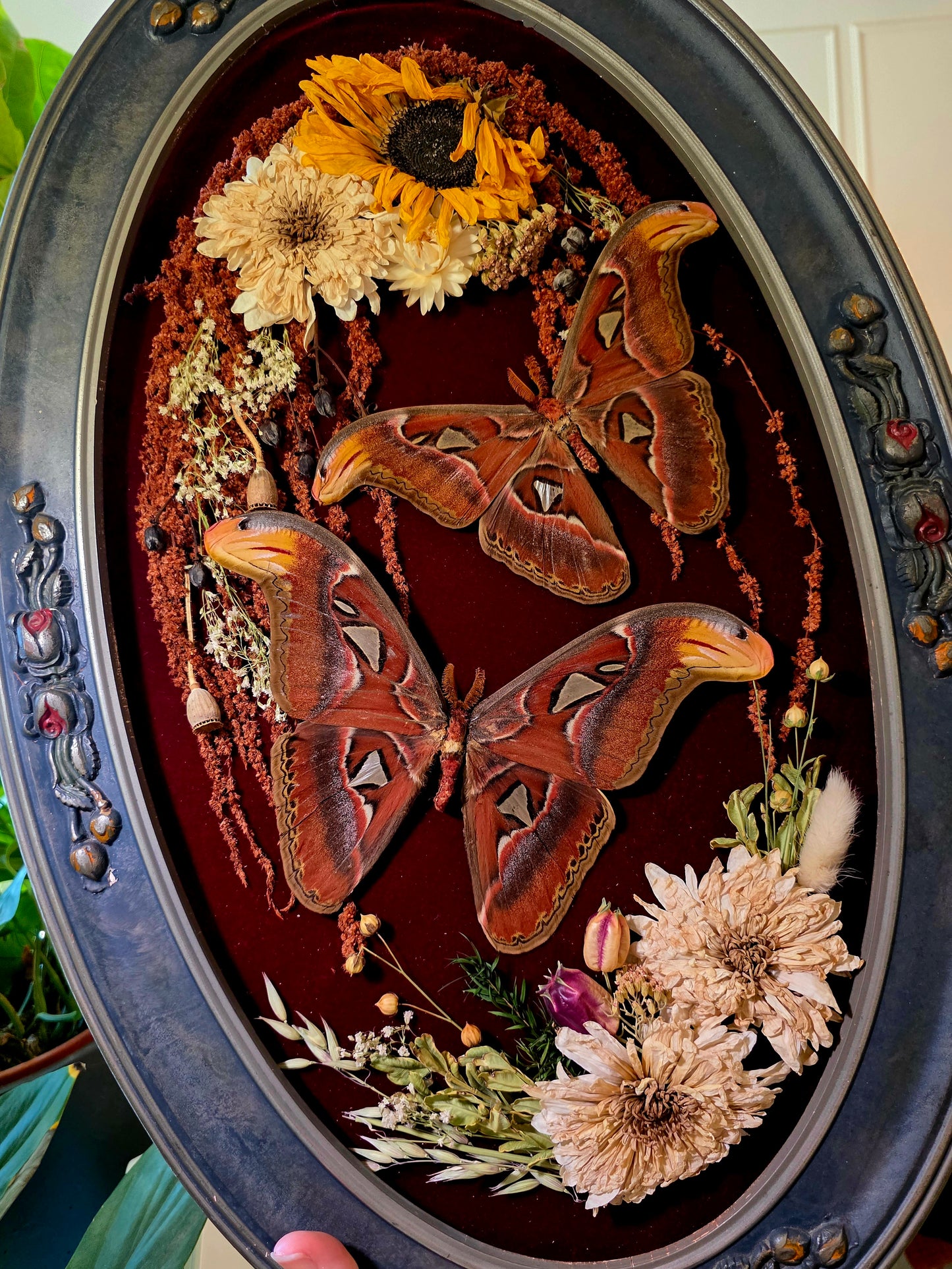 Atlas Moth Vintage Frame