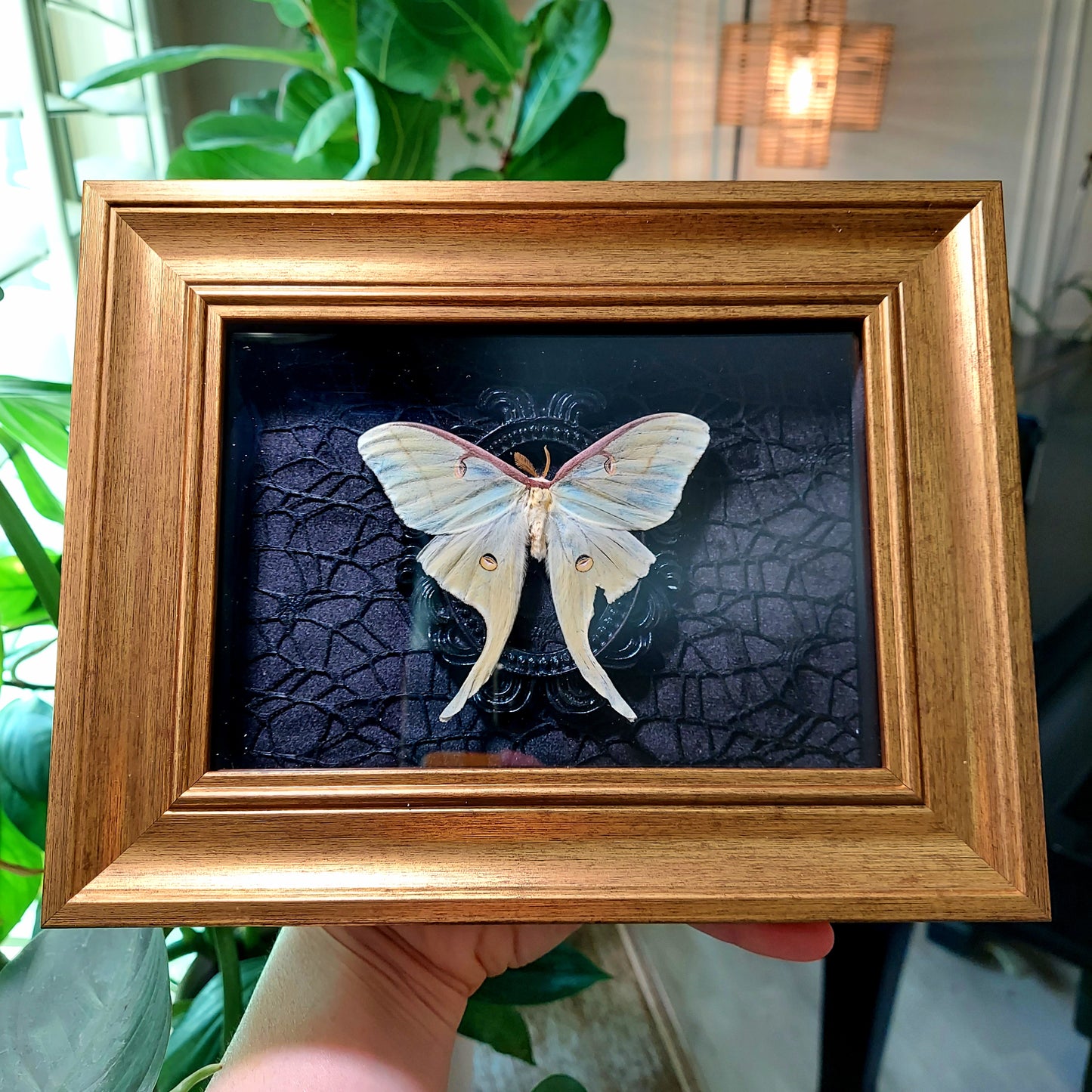 Vintage Inspired Shadowbox Frame with Natural Death Luna Moth