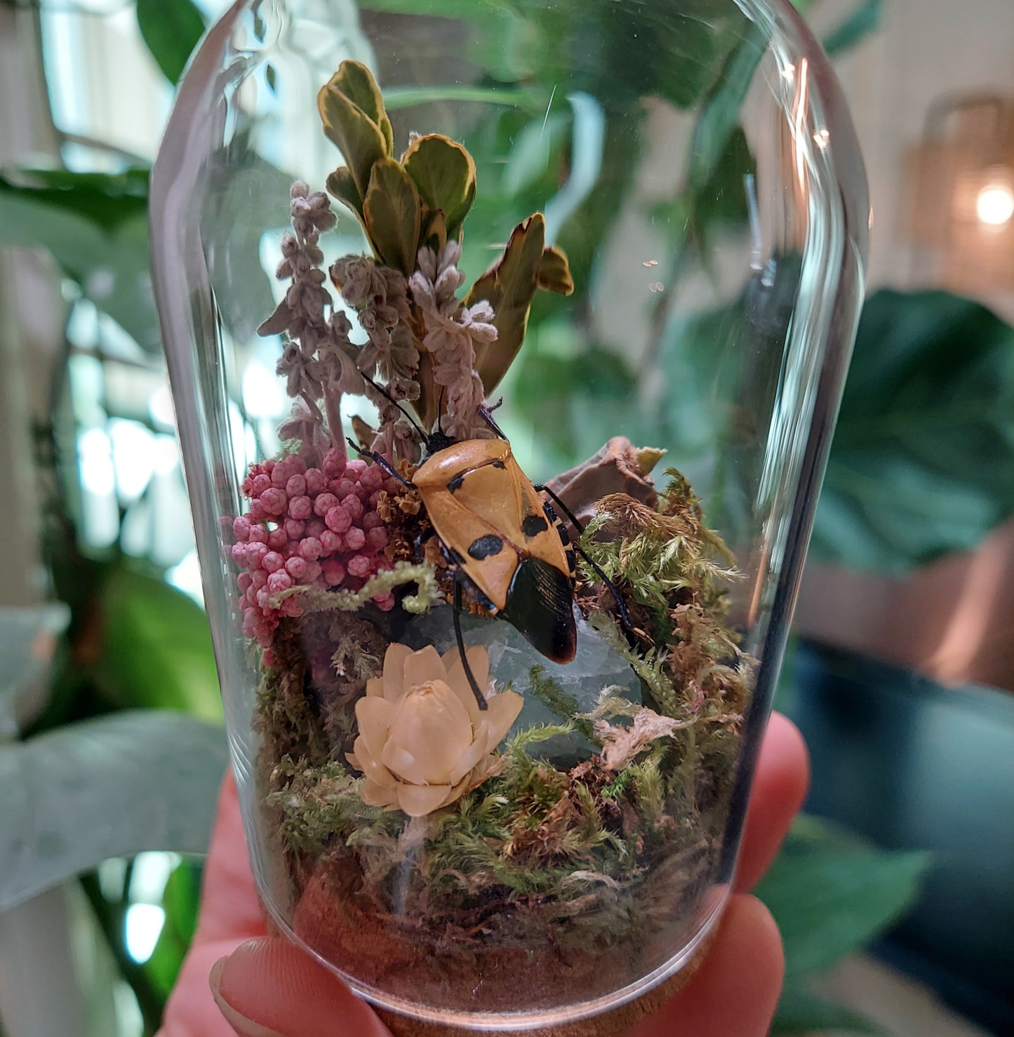 Mini Glass Terrarium with a Real Man Face Beetle