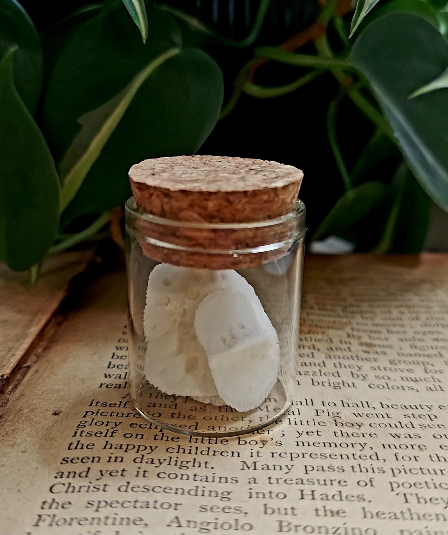 Real Alligator Scutes in Small Glass and Cork Curio Vial
