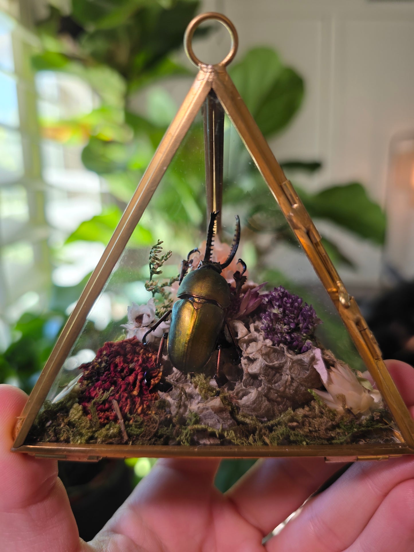 Real Sawtooth Beetle and Wasp Nest Terrarium