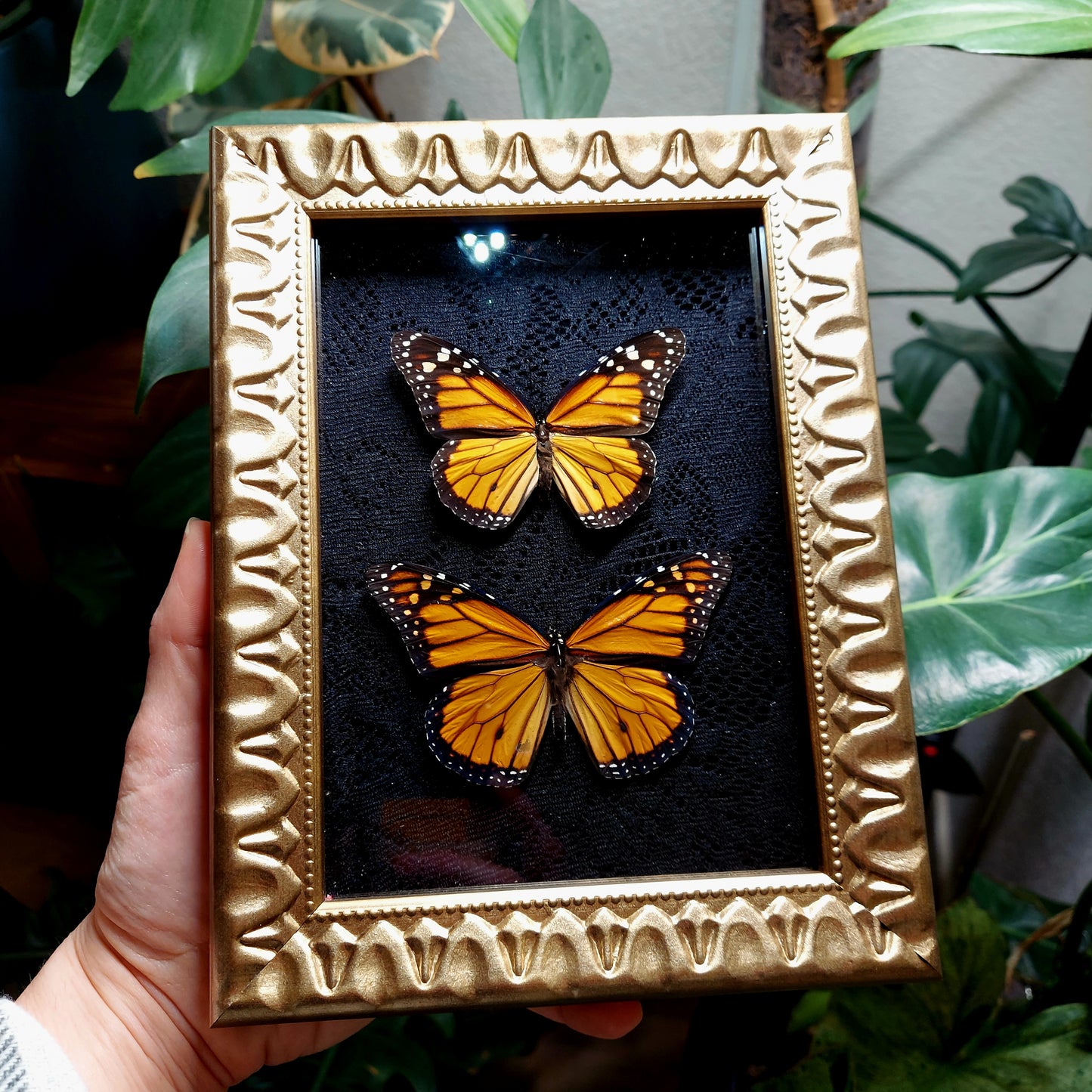 Vintage Inspired Shadowbox Frame with Monarch Butterflies and Black Lace