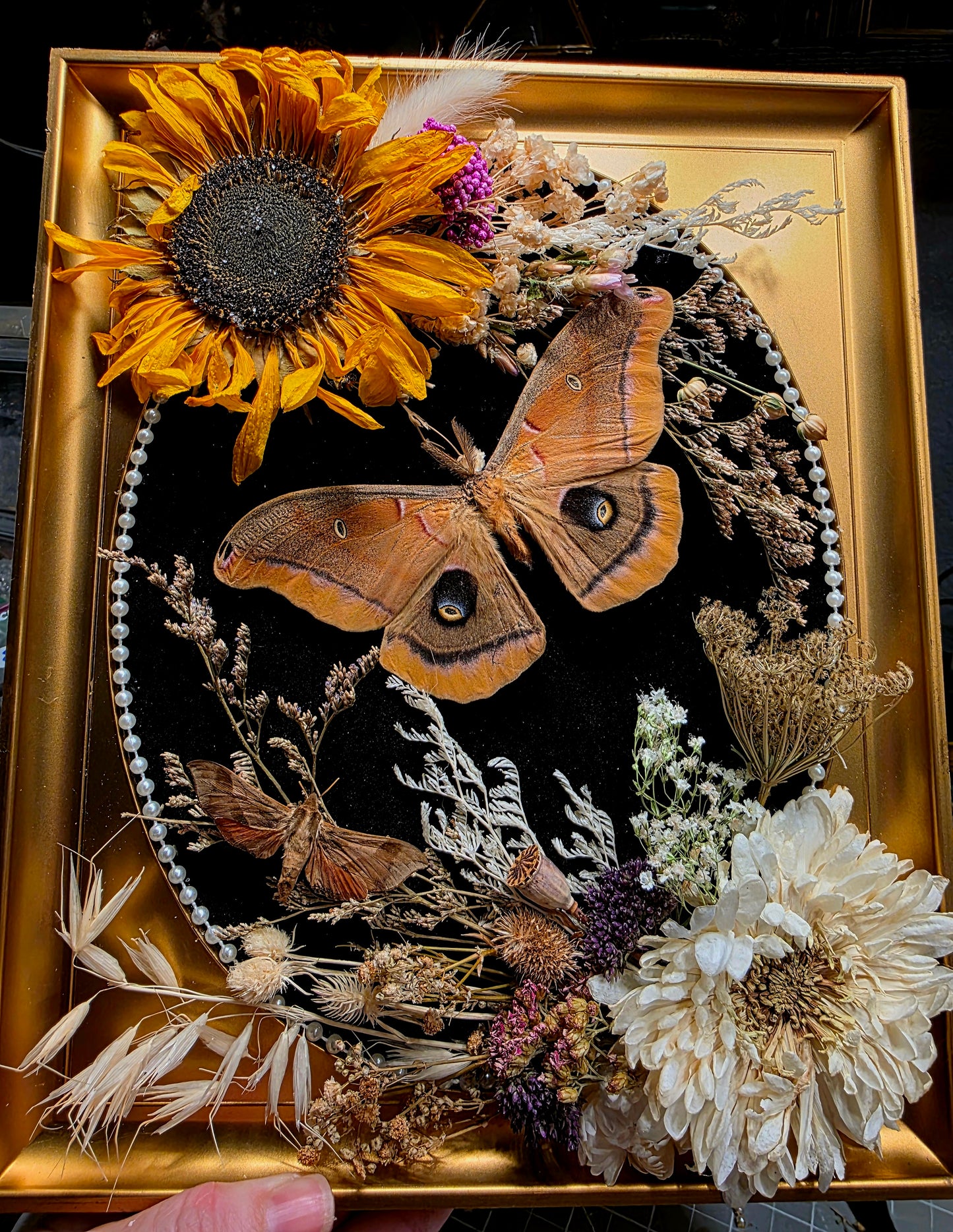 MCM Frame with Polyphemus Moth