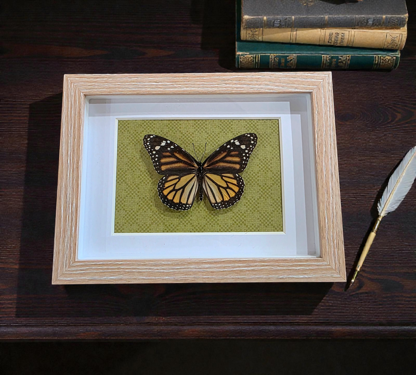 Shadow box with Real Monarch (C)
