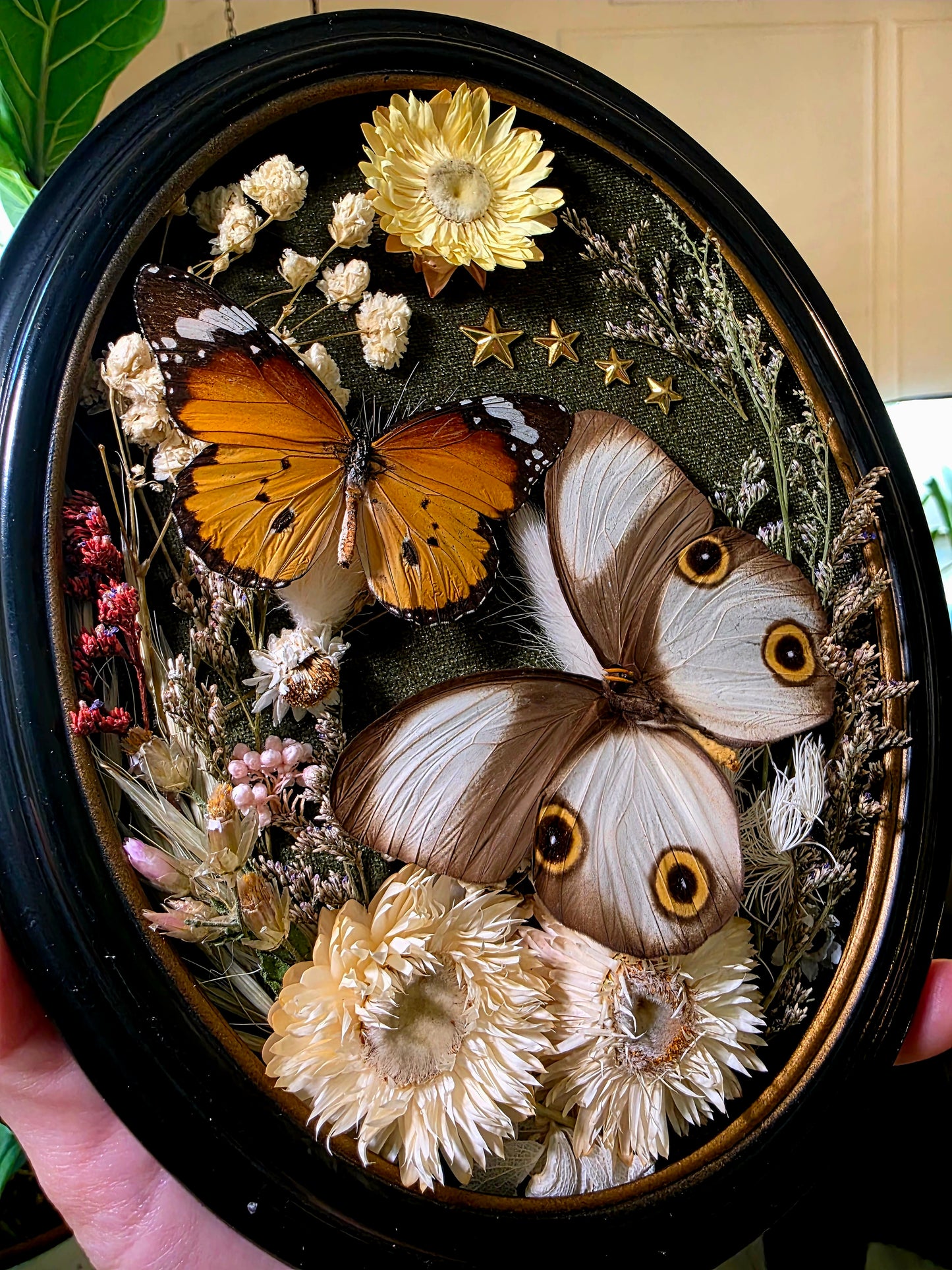 Vintage Bubble Glass Frame with African Monarch and Owl Butterfly