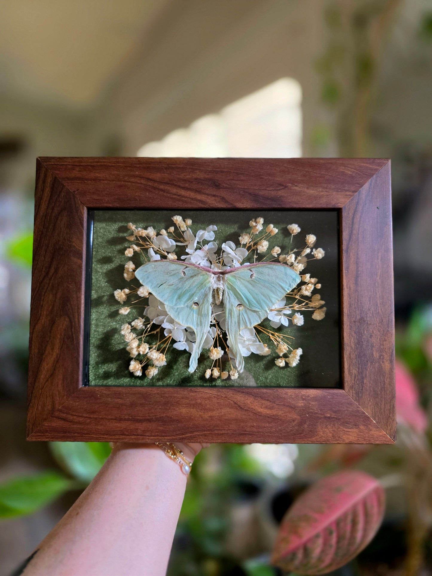 Luna Moth with Dried Flowers