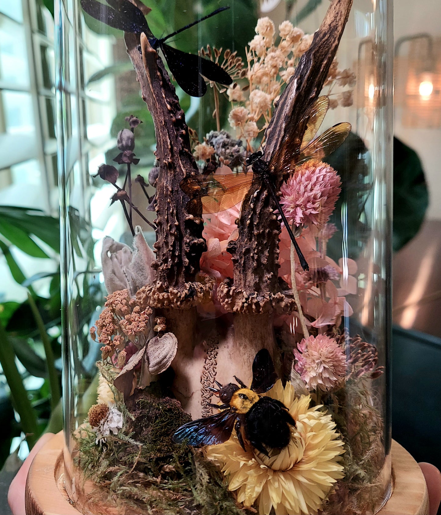 Large Terrarium with Roe Deer Antlers, Damselflies, and Carpenter Bee