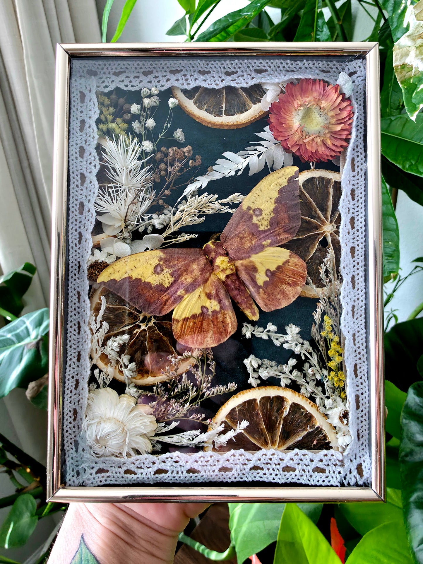 Retro Mid Century Modern Frame with Imperial Moth, Dried Citrus, and Flowers