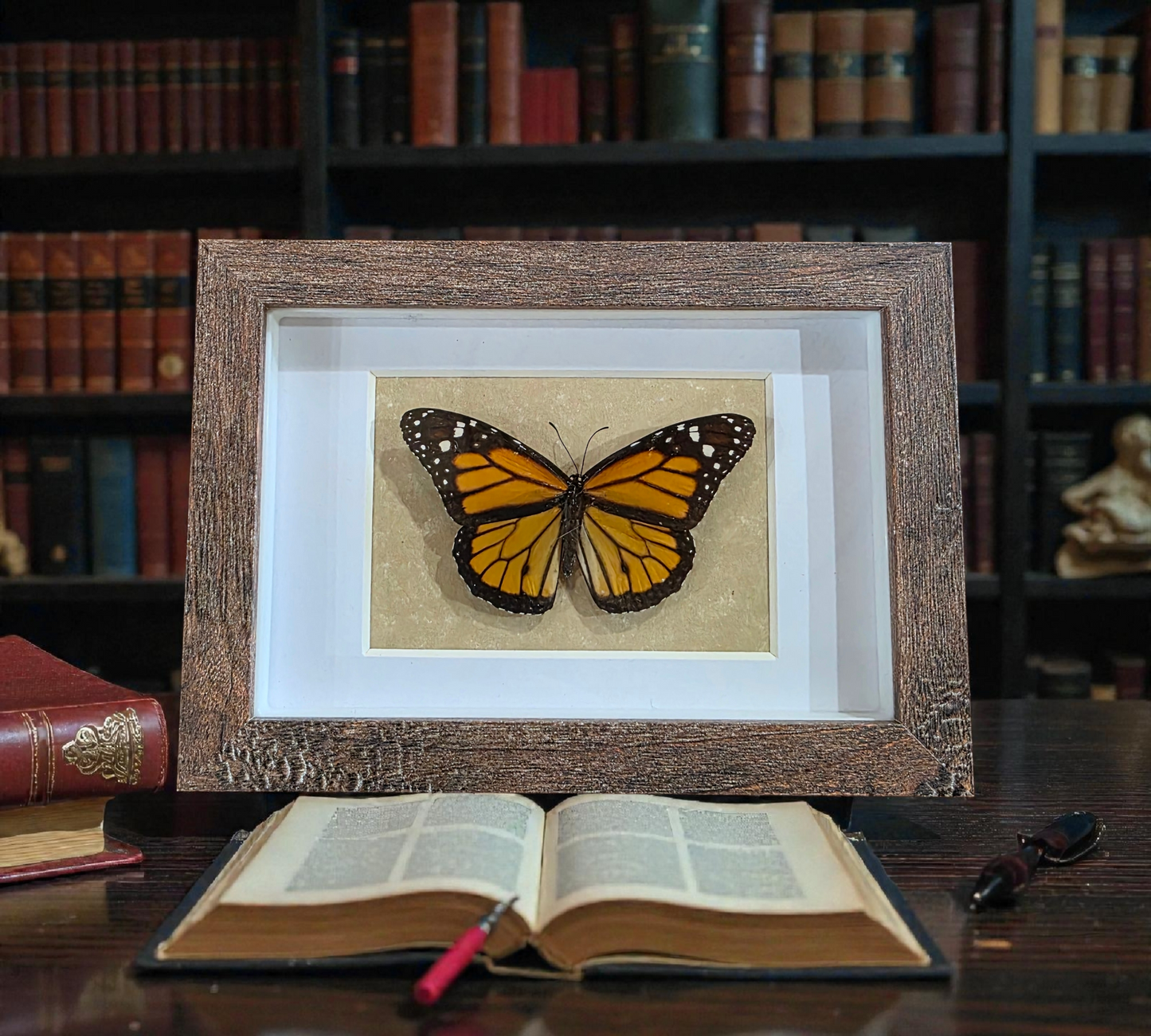 Shadow box with Real Monarch (B)