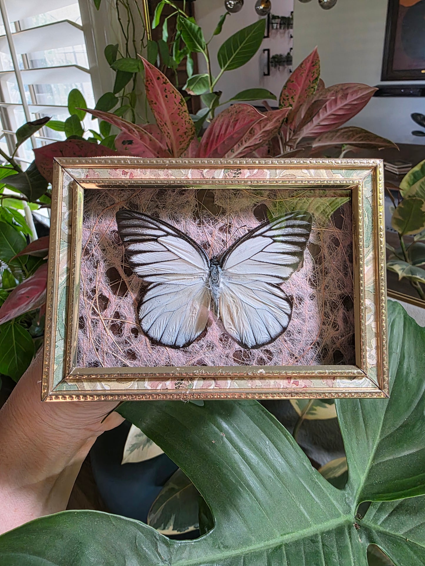 Antique Frame with White Butterfly