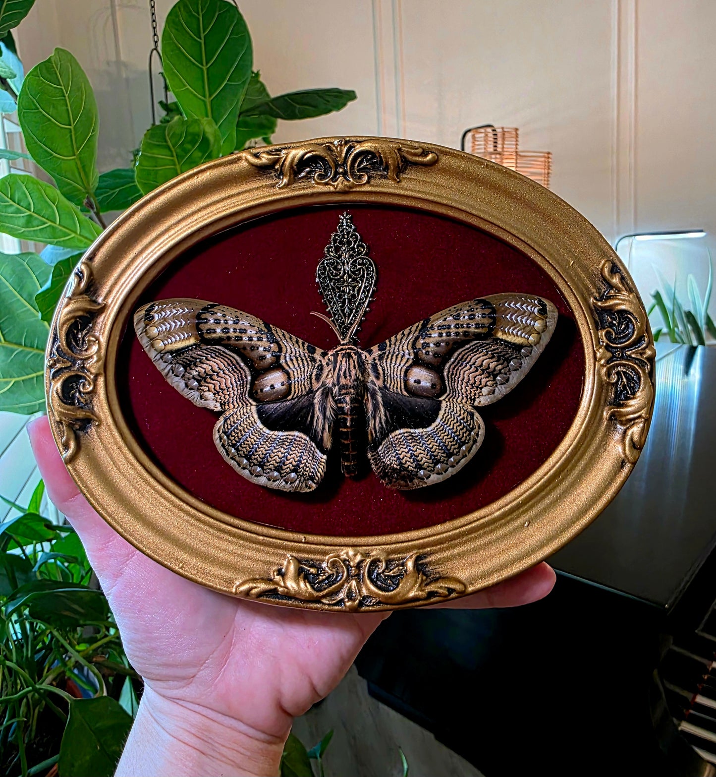 Brahmaea Owl Moth in Vintage Bubble Glass Frame