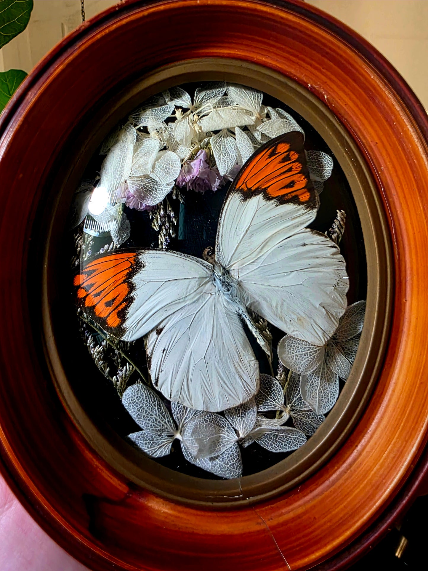 Retro Frame with Orange Tip Butterfly