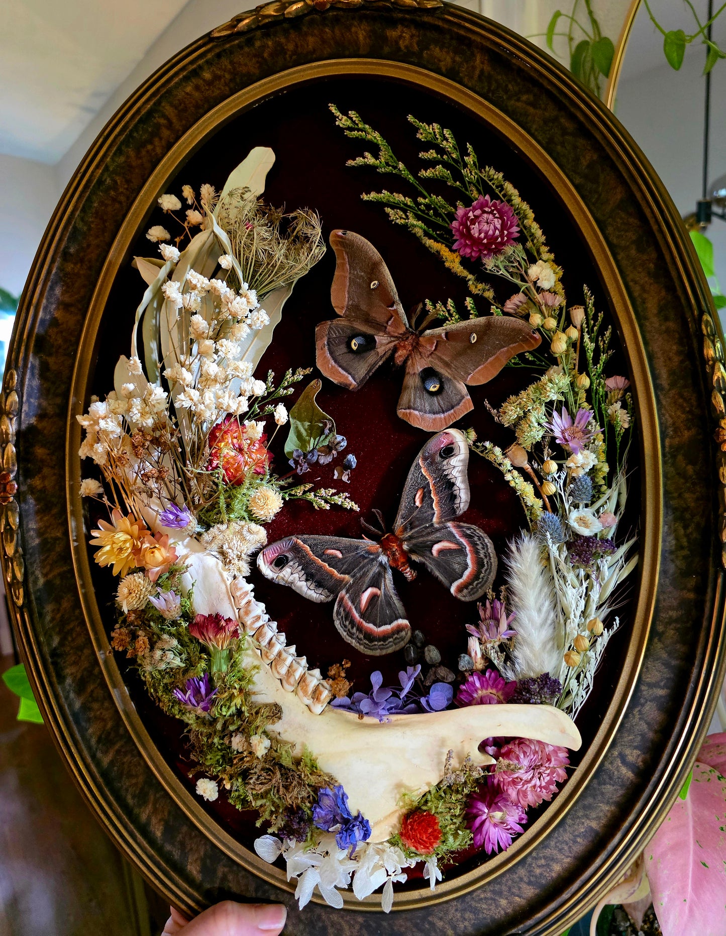 Vintage Frame with Cecropia, Polyphemus, and Deer Jaw Bone