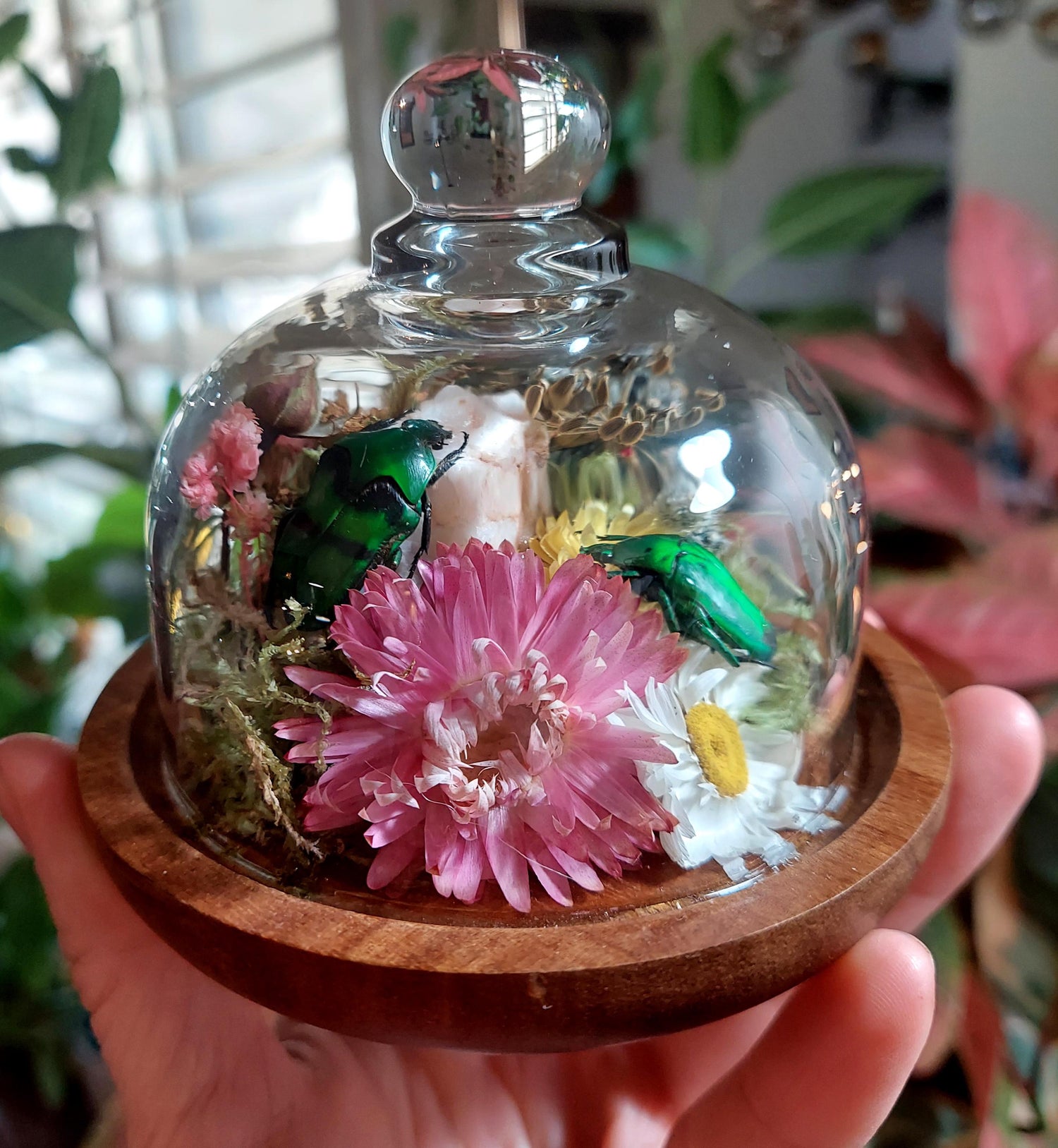Terrariums