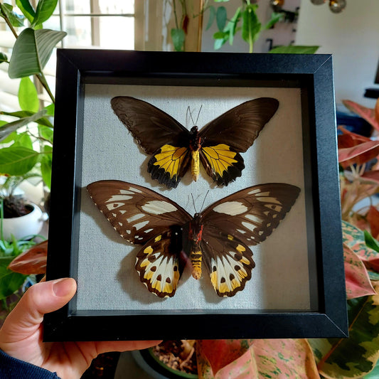 8"x8" Framed Bird Wing Butterflies in Wood and Glass Shadowbox Frame
