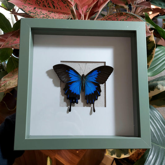 8"x8" Blue Swallowtail Shadowbox with Glass
