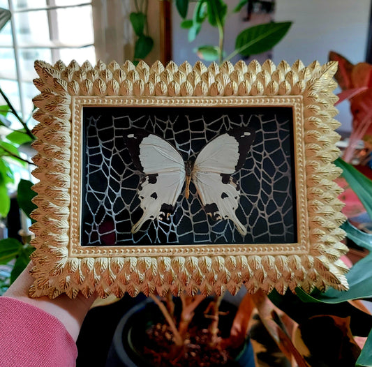 Vintage Inspired Shadowbox Frame with Swallowtail Butterfly