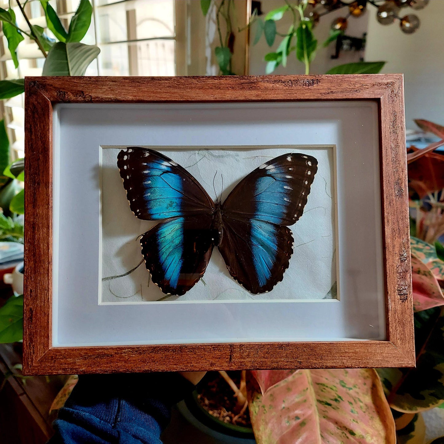 8"x6" Framed Morpho achilles Butterfly in Wood and Glass Shadowbox
