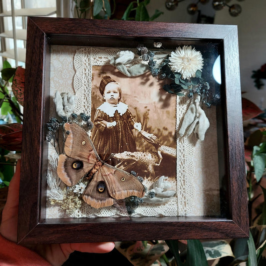 8"x8" Shadowbox with Real Moths and Circus Photo