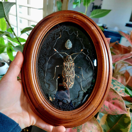 Vintage Frame with Harlequin Beetle. Lace, and Jewel Adornment