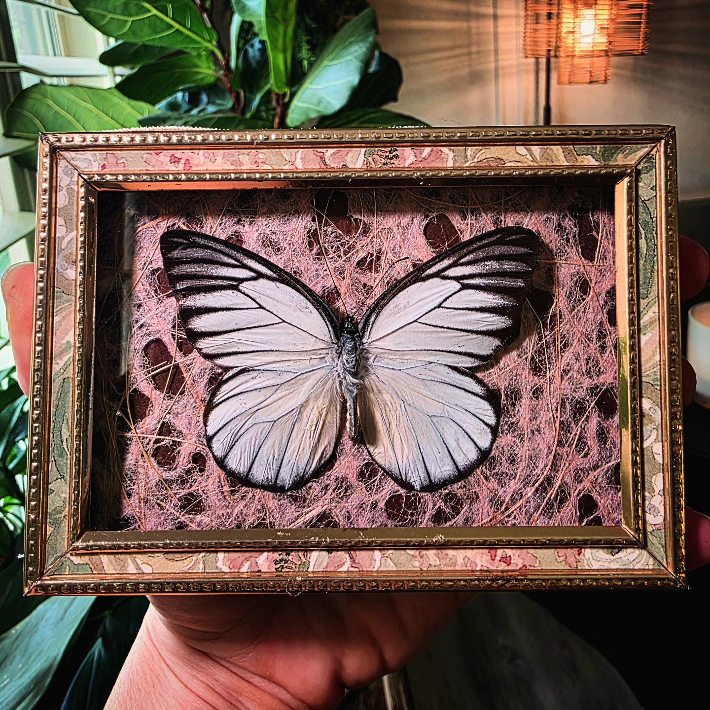 Antique Frame with White Butterfly