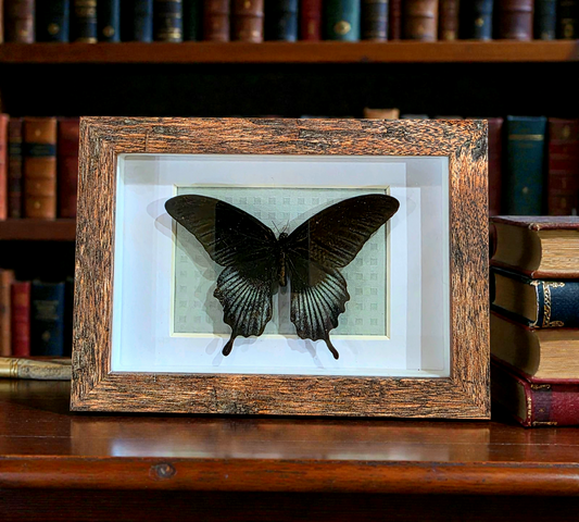 Shadow box with Swallowtail Butterfly (A)