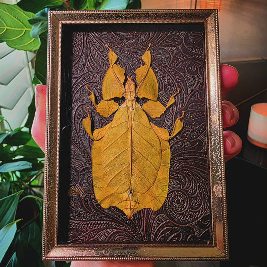 Antique frame with Leaf Bug