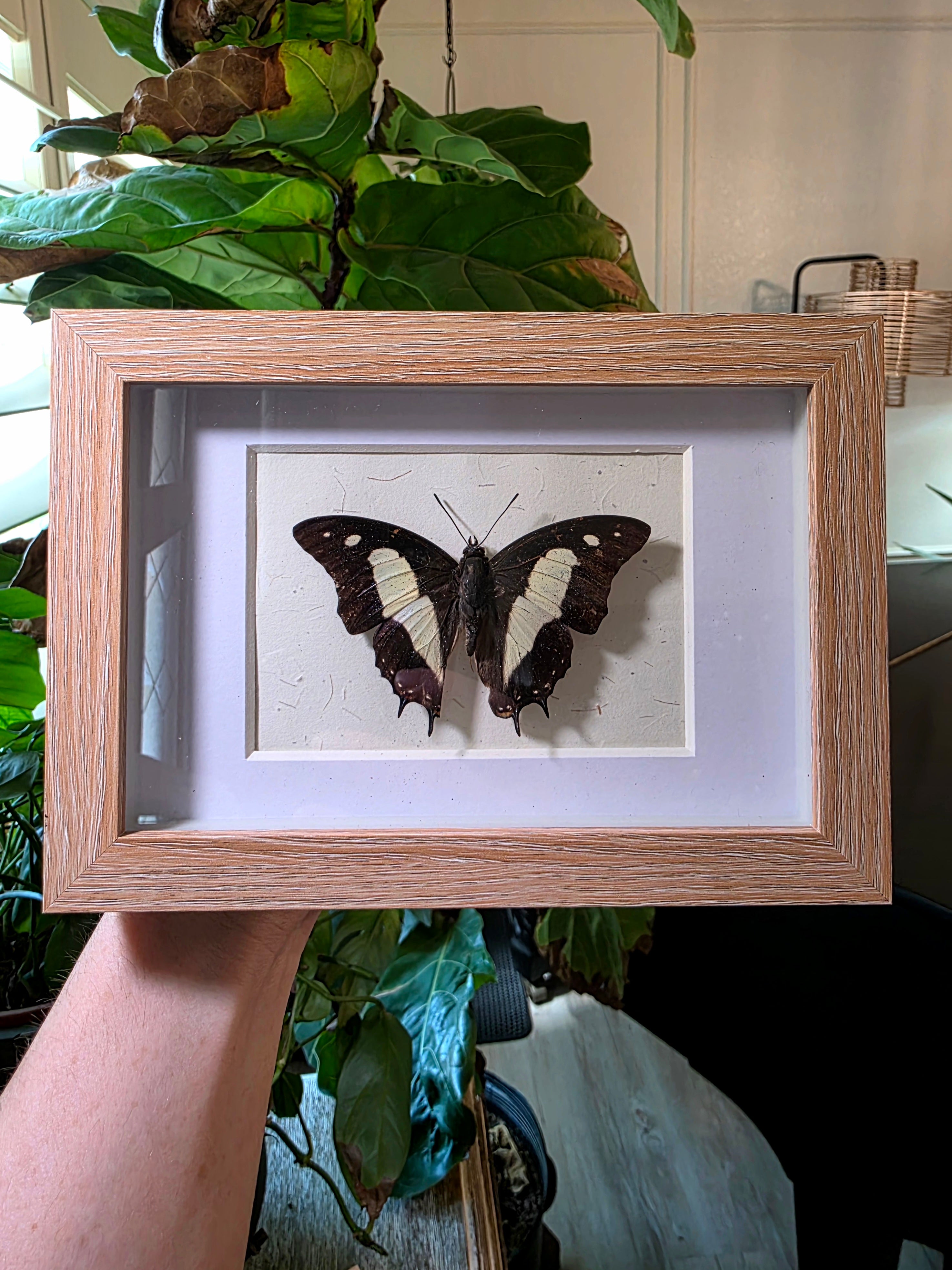 Shadow Boxes – Insectique