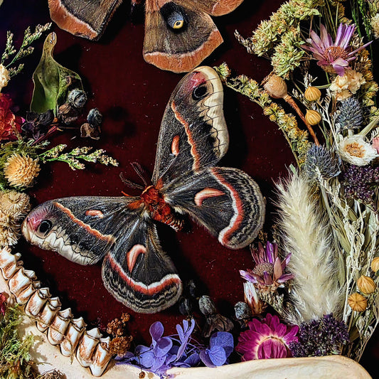 Vintage Frame with Cecropia, Polyphemus, and Deer Jaw Bone