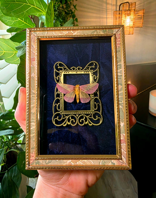 Antique Brass Frame with Rosy Maple Moth