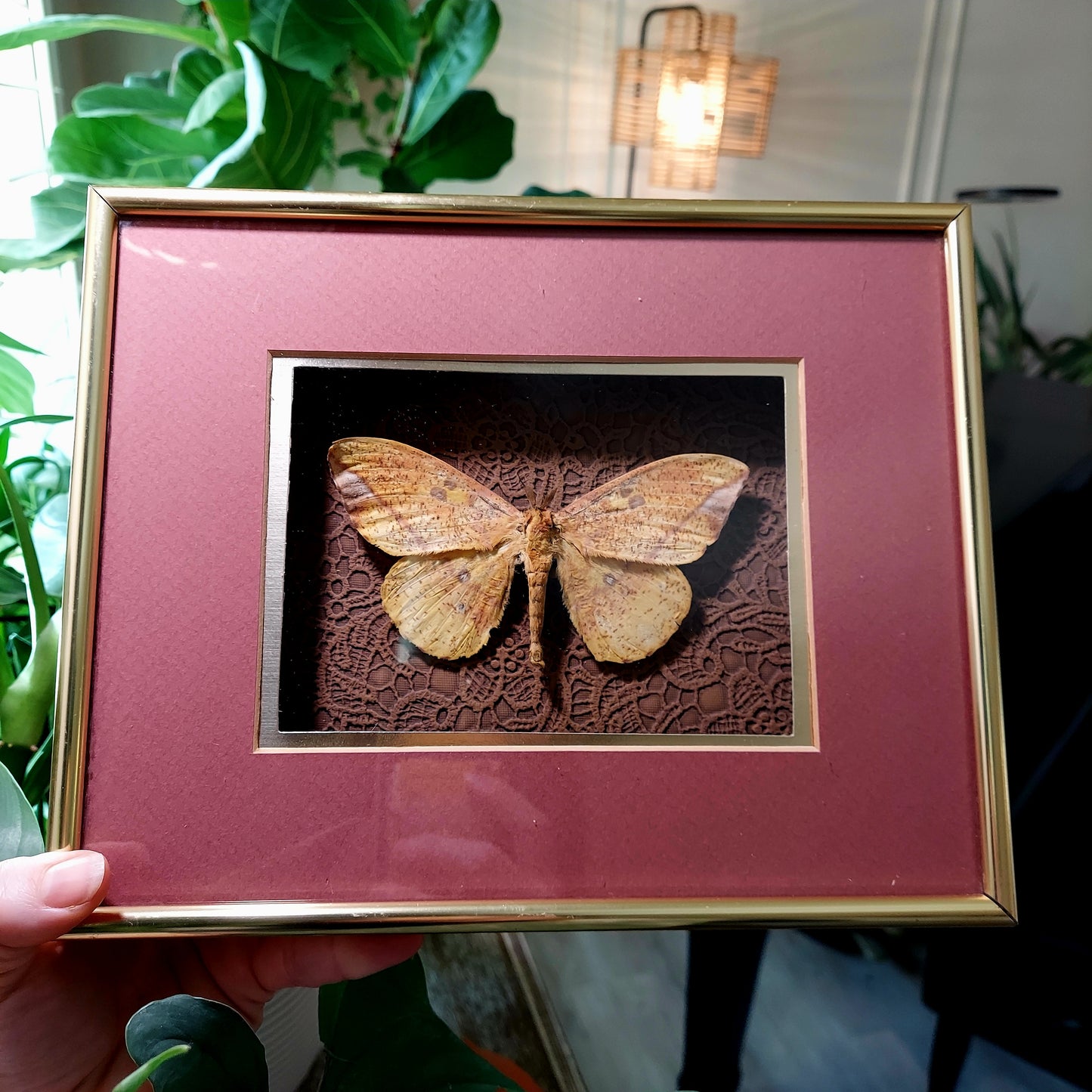 MCM Retro Frame with Emperor Moth